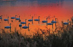 來約！萬只白天鵝在三門峽等你